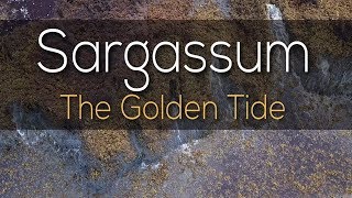 Sargassum  The Golden Tide [upl. by Ehudd]