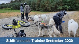 Samojeden  Schlittenhunde Training September 2020 [upl. by Aderfla]