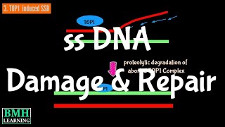 Single Stranded DNA Damage amp Repair  Single Stranded Break Repair  Single Strand Annealing [upl. by Dermott]