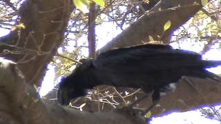 Thickbilled Raven Corvus crassirostris [upl. by Lienahs136]