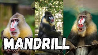 quotThose are Mandrilsquot  BABOON VS MANDRILL  MANDRILL YAOUNDE ZOO  mandrill monkey zoo animals [upl. by Vally960]