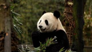 La Chine veut réacclimater à la vie sauvage des pandas [upl. by Asiak]