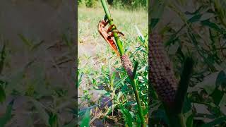 Insect Lay Eggs reels ytshorts Insect eggs [upl. by Ronnie]