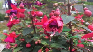 Fuchsia Plant Pruning and Caring [upl. by Yralam]