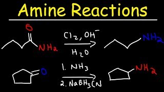 Amine Synthesis Reactions [upl. by Aroved]