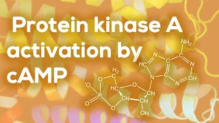 Protein kinase A activation by cAMP [upl. by Rosemari211]