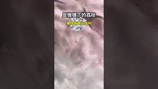 荔枝放大5000倍，原来营养如此丰富！科普一下 荔枝 食品安全 显微镜下的世界 显微镜 fishingshorts [upl. by Stochmal957]