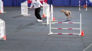 Weimaraner at the AKC Agility Invitational 2008 [upl. by Anayek441]