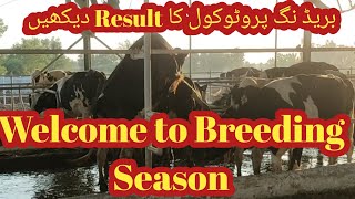 Breeding of American Holstein II Start of breeding season 2021 I Double ovsynch I Ibrahim dairy farm [upl. by Ellerrehc]