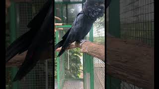 Red Tailed Black Cockatoo  Hear his awesome call Australian birds cocky [upl. by Cyprian]