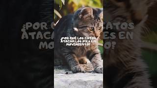 ¿Por qué los gatos atacan los pies en movimiento GatosAtacan HabilidadesDeCaza PiesEnMovimiento [upl. by Libenson]