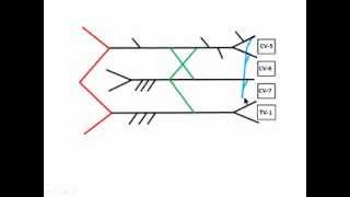 Draw the Brachial Plexus in 376 seconds or Better [upl. by Ilhsa]