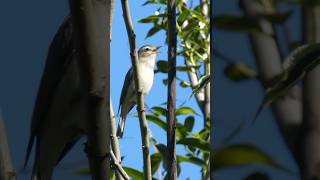 A Warbling Vireo Singing [upl. by Anolahs754]