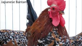 Bantam Rooster Crowing Nr 2 [upl. by Iorio801]