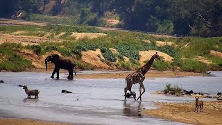 Olifants River  Wildlife Live Stream – Greater Kruger National Park [upl. by Ashok135]