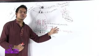 03 Control of Respiration  শ্বাসক্রিয়া নিয়ন্ত্রন  OnnoRokom Pathshala [upl. by Quenna101]