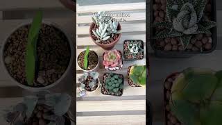 How to water your succulents correctly succulent watering houseplants [upl. by Ydnamron]