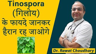 गिलोय  Tinospora Cordifolia Q Immunity Booster  Giloy ke fayde [upl. by Olinde]