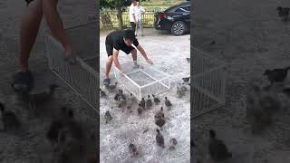 🐦 Meilleur piège à pigeon au monde [upl. by Eirhtug]