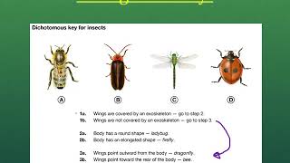 Unlocking Animal Identities with the Dichotomous Key  Easy Guide for Beginners [upl. by Airdni]