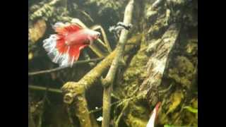 Betta splendens in natural scaped tank [upl. by Adonis]