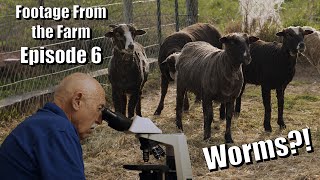 Footage From The Farm Episode 6  Dr Pol vs Worms [upl. by Tol]