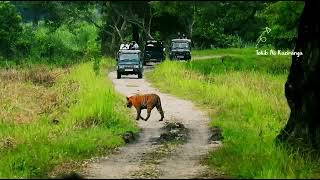 Kaziranga National park Assamanimals wildlife tokib tiger [upl. by Cyprus]