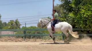 This amazing Lusitano CHANCE is for Sale by owner [upl. by Ojeibbob]