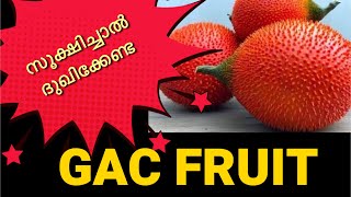 GAC FRUIT REVIEW  ഈ കനി കെണിയാണ് വളർത്തുമ്പോൾ സൂക്ഷിക്കുക [upl. by Gaskill644]