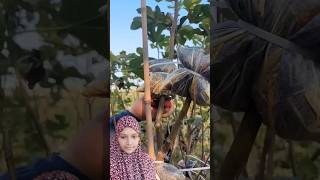 Fig Farming Techniques farming agriculture [upl. by Jea]