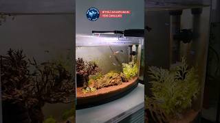 BİTKİLİ AKVARYUMUN YENİ CANLILARI akvaryum guppy fishtank aquarium tetrafish betafish [upl. by Keating659]