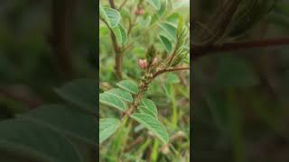 Silky indigoIndigofera astragalina I hirsuta FabaceaeUsed for Skin DiseaseHaverikarnataka [upl. by Gnuhn]