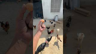 Murgia Nu Dhamki Deti 😳 Shote 🥚Krke shorts murga murgi chicken chicks petlover punjab [upl. by Annirac786]