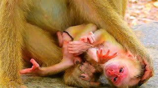 Beautiful newborn pigtail one day old baby monkey look so weak Mom look tired [upl. by Varin]