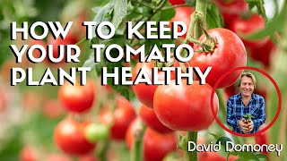 How to keep your tomato plant healthy [upl. by Dao699]