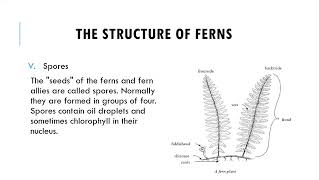 Division Filicinophyta  Structure Of Ferns  Advantages amp Disadvantages Of Ferns [upl. by Darian]