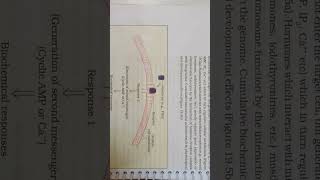 Chemical coordination and integration Figure 195a mechanism of hormone action protin harmone🙏 [upl. by Thorlie971]