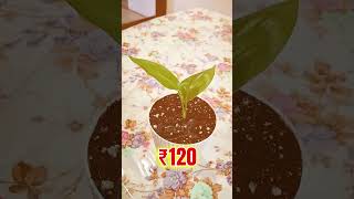 Bird of Paradise Plant  White Pot  ₹120 only indoorsplants gardening houseplants newvideo [upl. by Eelame]