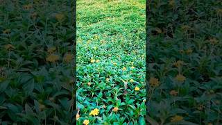 Creeping Daisy Flowers 🌼flowers daisy healing plants nature fyp explore viral shorts [upl. by Iadrahs]