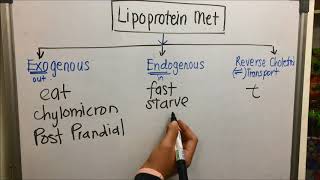 Intro to Lipid Metabolism amp Exogenous Pathway [upl. by Joon]