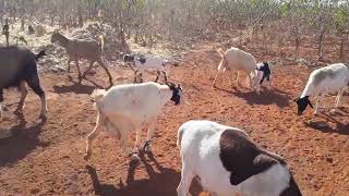 criação de cabras na Lagoa Grande região De irace bahia [upl. by Aterg]