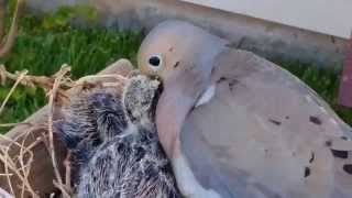 Mourning Dove feeding crop milk to chicks [upl. by Arivle]