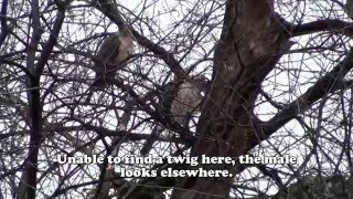 Coopers Hawk Courtship Behavior [upl. by Assiar374]