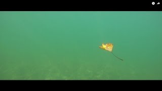 LIMAY RIVER LODGE  Fly Fishing in Patagonia Jorge Trucco [upl. by Spevek34]