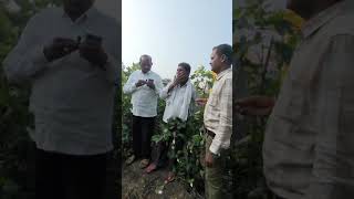 Akhanda Amar Biotech Cotton Seeds Rajanna Sirsilla Area [upl. by Terrilyn682]