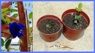 How to Grow Clitoria Ternatea Aparajita or Butterfly Pea from seed  scarifying method [upl. by Yartnod]