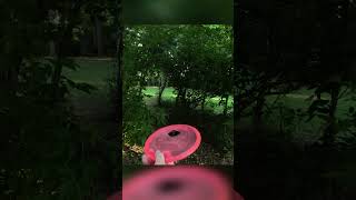 Hole 6  Holly Woods Disc Golf Course  315  Par 3  Quiet Disc Golf  ASMR [upl. by Airt]