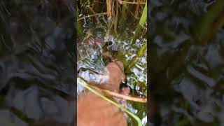 Farmer catch freshwater Crab in the morning  Caught crab in a flooding field crab nature hunting [upl. by Iht]