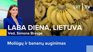 Moliūgų ir bananų auginimas  Laba diena Lietuva  20240911 [upl. by Courtney]