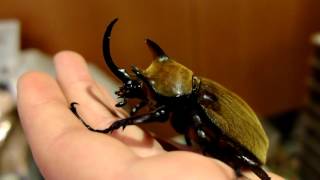 Megasoma gyas porioni  Rhinoceros Beetle  Nashornkäfer [upl. by Nylrahs]